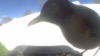 american robin