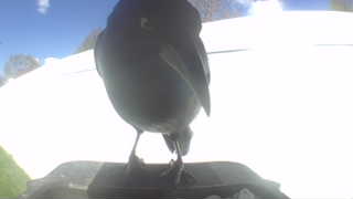 american crow