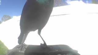 common grackle
