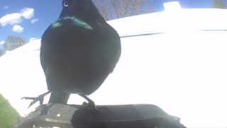 european starling
