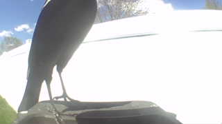 american crow