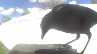 brewer's blackbird
