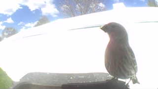 house finch