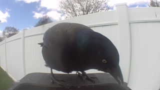 common grackle