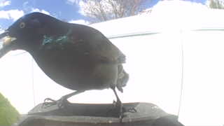 brewer's blackbird