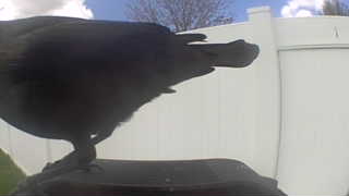american crow