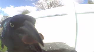american crow