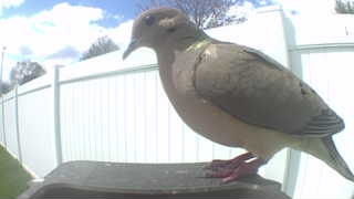mourning dove