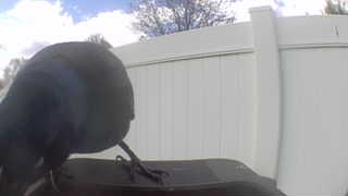 american crow