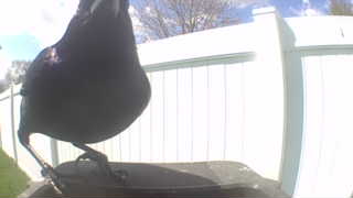 american crow