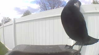 american crow