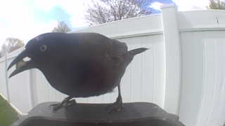 brewer's blackbird