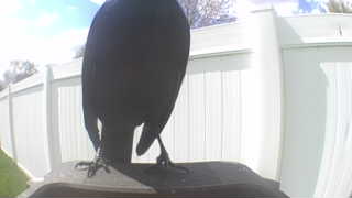 american crow