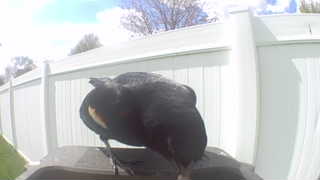 american crow