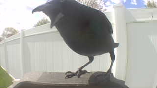 american crow