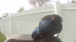 common grackle