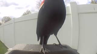 red-winged blackbird