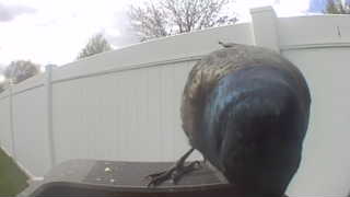 common grackle