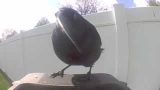 american crow