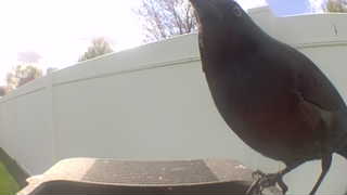 american robin