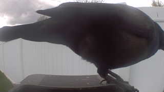 american crow