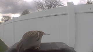 house sparrow