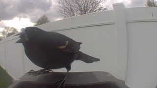 red-winged blackbird