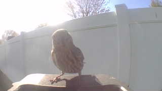 song sparrow