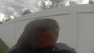 american robin