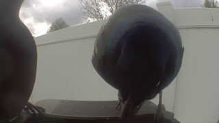common grackle