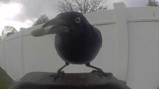 common grackle
