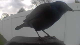 common raven