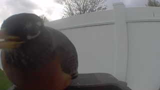 american robin