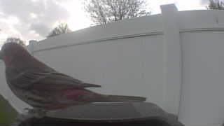 house finch