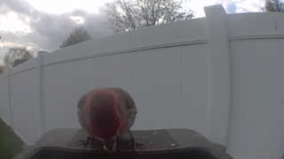 house finch