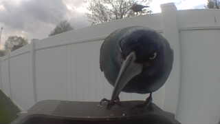 common grackle