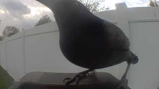 european starling