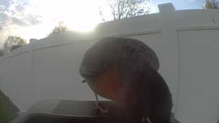 american robin