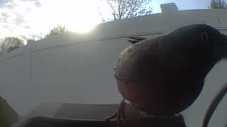 american robin