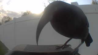 american crow