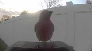 house finch
