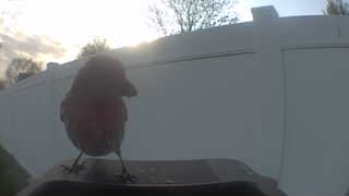 house finch