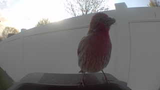 house finch