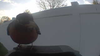 american robin