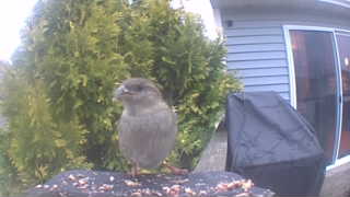 house sparrow
