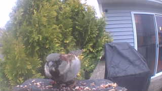 black-capped chickadee