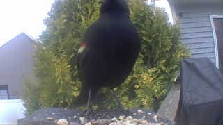 red-winged blackbird