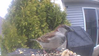 house sparrow