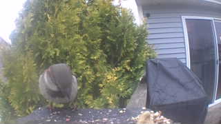 black-capped chickadee