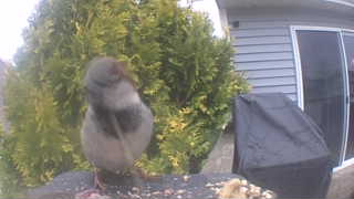 black-capped chickadee